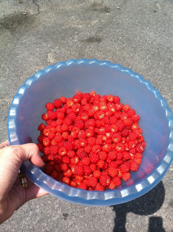this is day one pickings - two days later I picked twice that amount!