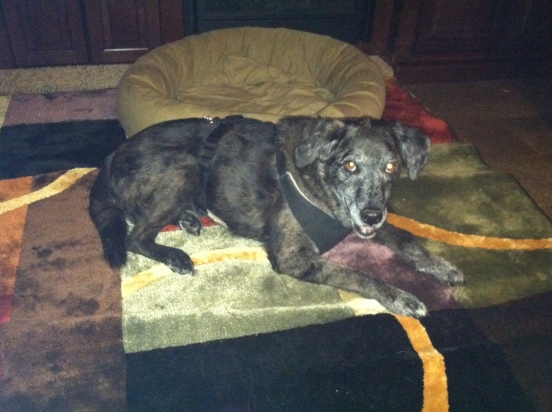 Cocoa resting comfortably on my new rug
