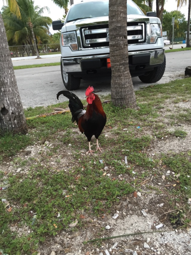 random rooster just walking around