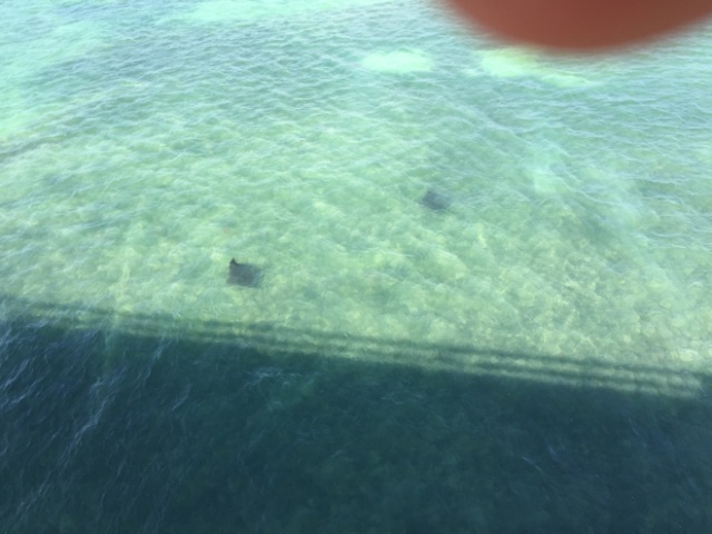 sting rays we saw from the bridge