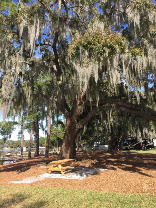 love these trees with the Spanish moss hanging all over them
