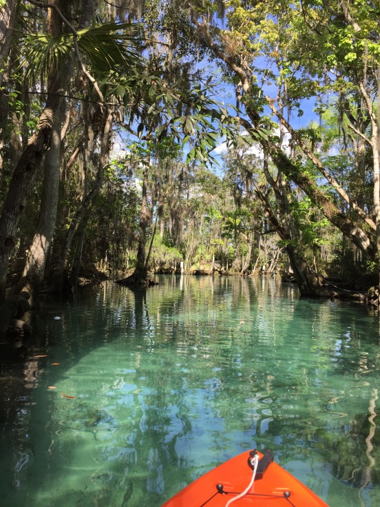 Three Sisters Springs - the water is crystal clear