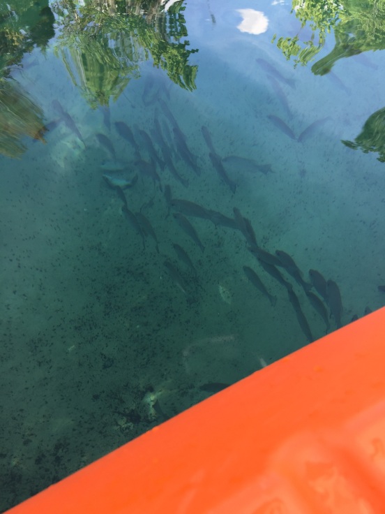 didn't actually see manatee in the springs area - was warm that day - they leave the warmth of the springs on warmer days looking for food - but - we saw lots of schools of fish