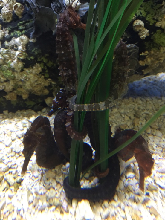 seahorses are the coolest!