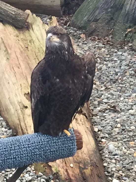 American Bald Eagle - he doesn't have a white head yet b/c he is still a baby.  He will be a permanent resident b/c his wing is broken!
