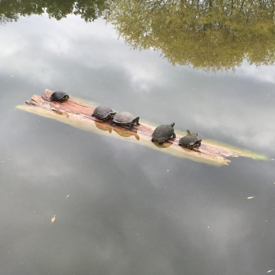 turtles sunning themselves on a log