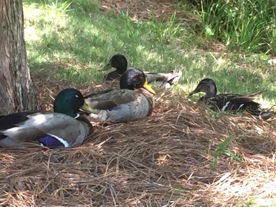 ducks resting under a tree