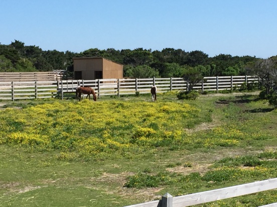our first stop - the Ocracoke Island ponies