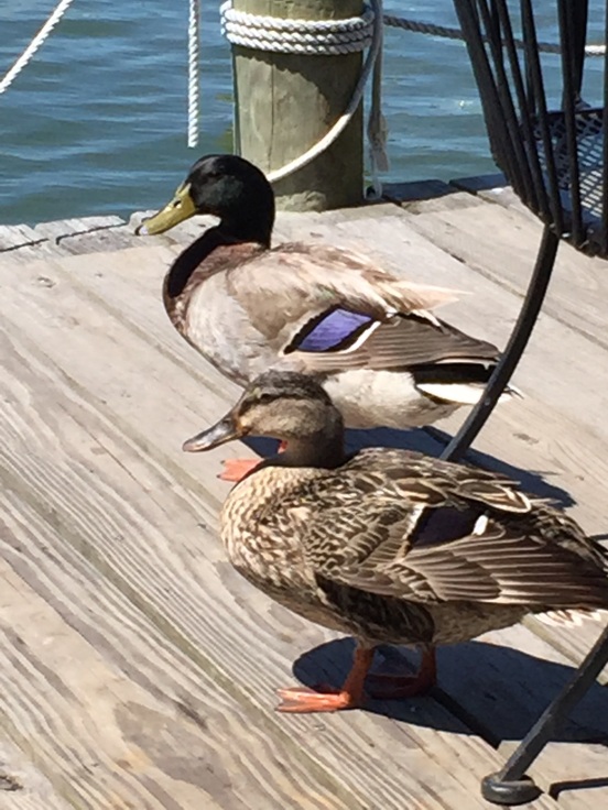 these ducks thought they were going to get lucky - but we didn't give into their cuteness and feed them