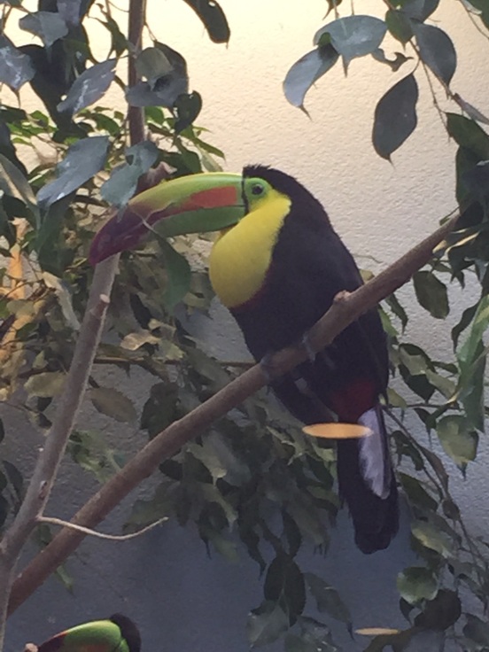one of my fav's - a toucan!