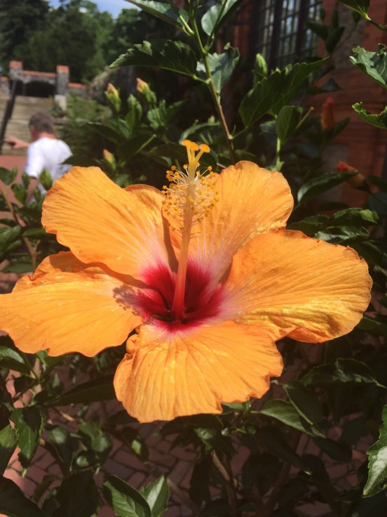 hibiscus - first time I saw these was in Hawaii 