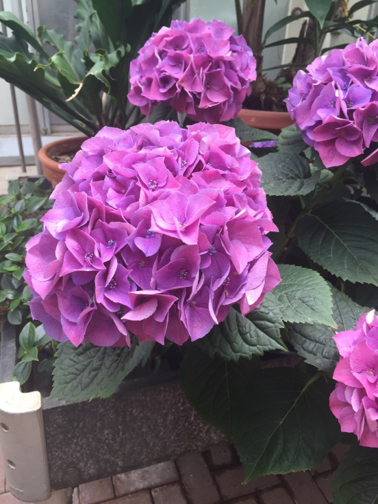 hydrangea is one of my favorites!