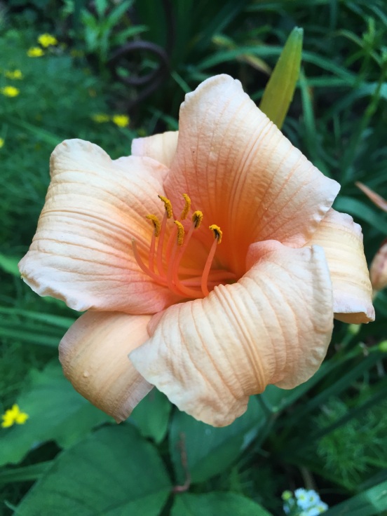 my daylilies never got this big!
