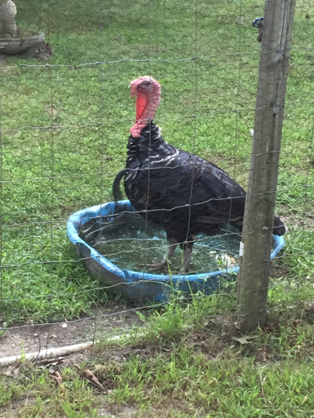 this is John and Susan's turkey, Jerky. They used to have 3, but one got lose and the other was killed, I think by a fox