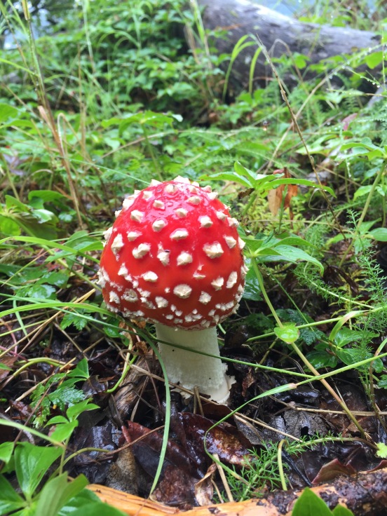 we have to coolest looking mushrooms all around the property